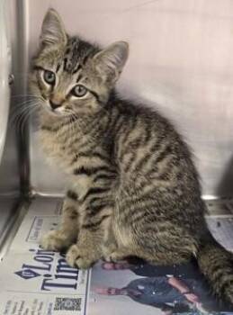 Woody -  Domestic Short Hair Cat for Adoption in North Myrtle Beach, South Carolina - Woody | PetCurious