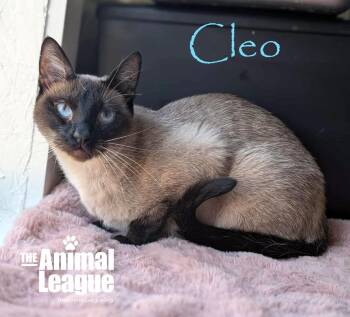Rescue Siamese Cats for Adoption in Groveland, Florida - Cleo | PetCurious