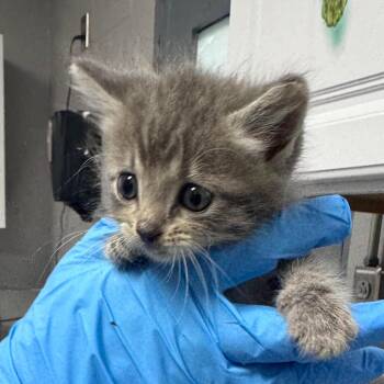 Domestic Medium Hair Cats Available for Adoption in Greenville, South Carolina - Fries | PetCurious