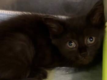 GOMEZ -  Domestic Short Hair Cat for Adoption in Elizabethton, Tennessee - GOMEZ | PetCurious