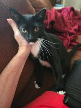 Lilli -  Domestic Short Hair Cat for Adoption in Greenbelt, Maryland - Lilli | PetCurious