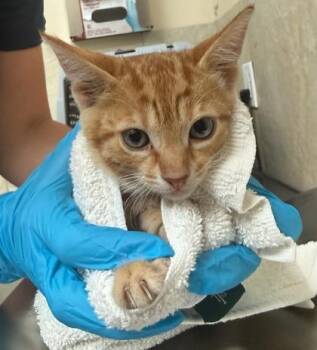 Limu Emu -  Domestic Short Hair Cat for Adoption in Honolulu, Hawaii - Limu Emu | PetCurious
