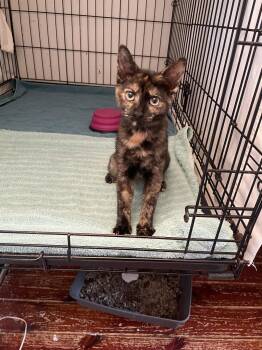 Mikayla -  Domestic Short Hair Cat for Adoption in Trenton, New Jersey - Mikayla | PetCurious