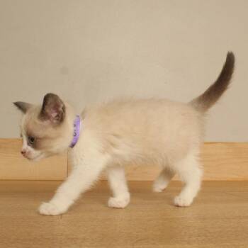 Crocus C71570 -  Domestic Short Hair Cat for Adoption in Minnetonka, Minnesota - Crocus C71570 | PetCurious