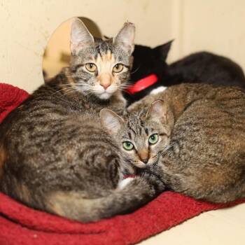 Latoya -  Domestic Short Hair Cat Available for Adoption in Evansville, Indiana - Latoya | PetCurious