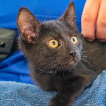 Mario Kart -  Domestic Short Hair Cat for Adoption in Long Beach, California - Mario Kart | PetCurious
