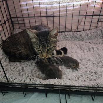 Domestic Short Hair Cats Available for Adoption in Long Beach, California - Vivi | PetCurious
