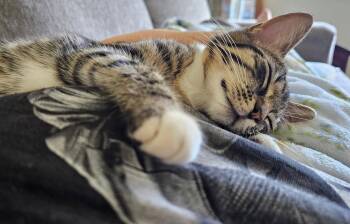 Domestic Short Hair Cats Available for Adoption in Newport, Kentucky - Tennille | PetCurious