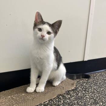 Benoit -  Domestic Short Hair Cat for Adoption in Mckenzie, Tennessee - Benoit | PetCurious