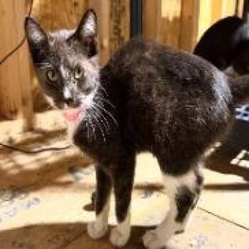 Maggie -  Domestic Short Hair Cat for Adoption - Maggie | PetCurious