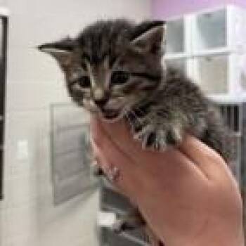 Dale Earnhardt Jr -  Domestic Short Hair Cat for Adoption in Cedar Rapids, Iowa - Dale Earnhardt Jr | PetCurious