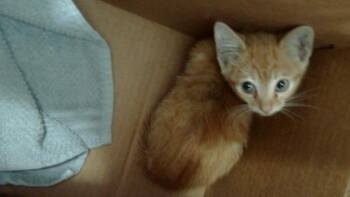 ALASTOR -  Domestic Short Hair Cat Available for Adoption in Dallas, Texas - ALASTOR | PetCurious