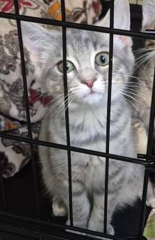 Meredith -  Domestic Short Hair Cat for Adoption in Pittsboro, North Carolina - Meredith | PetCurious