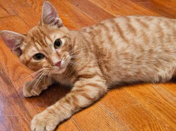 Link -  Tabby Cat for Adoption in Columbia, South Carolina - Link | PetCurious