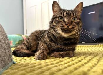 Bay -  Tabby Cat Available for Adoption in Lawrenceville, Georgia - Bay | PetCurious