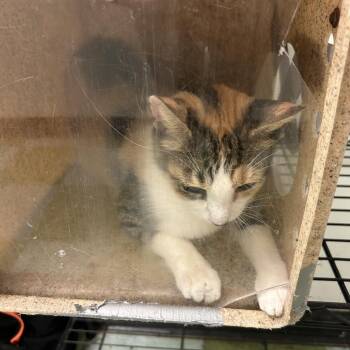 Starship -  Domestic Short Hair Cat for Adoption in Philadelphia, Pennsylvania - Starship | PetCurious
