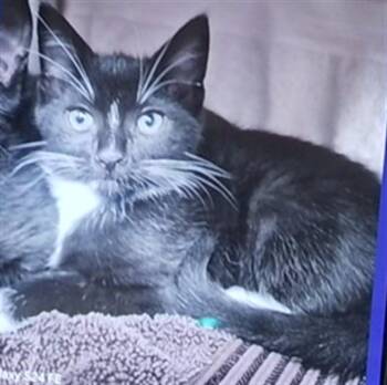 PEONY -  Domestic Short Hair Cat for Adoption - PEONY | PetCurious