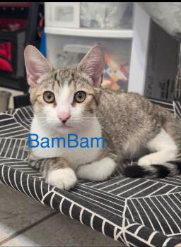 BamBam -  Tabby and Domestic Short Hair Cat for Adoption in Tucson, Arizona - BamBam | PetCurious