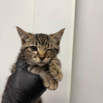 Fennel -  Domestic Short Hair Cat for Adoption in Abilene, Texas - Fennel | PetCurious