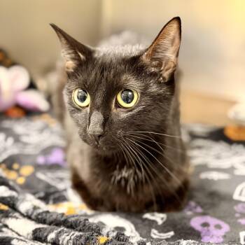 Promise -  Domestic Short Hair Cat for Adoption in Jackson Township, New Jersey - Promise | PetCurious