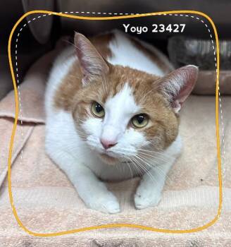 YOYO -  Domestic Short Hair Cat for Adoption in Marietta, Georgia - YOYO | PetCurious