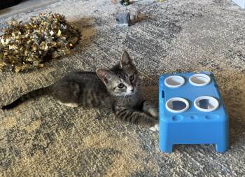 Rescue Domestic Short Hair Cats for Adoption in Ephrata, Washington - Jack | PetCurious