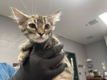 A1926338 -  Domestic Short Hair Cat for Adoption in Thousand Palms, California - A1926338 | PetCurious