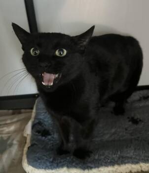 Domestic Short Hair Cats Available for Adoption - Emily | PetCurious