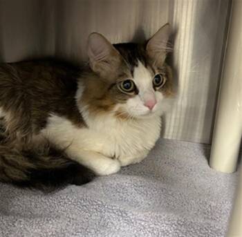 Domestic Medium Hair Cats Available for Adoption in Derwood, Maryland - PRINCE | PetCurious