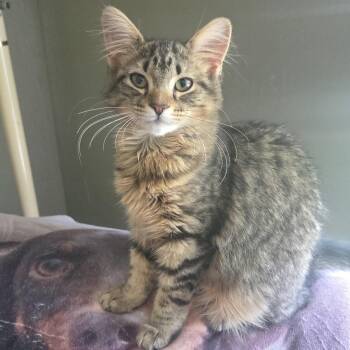 Domestic Long Hair Cats Available for Adoption in Cranford, New Jersey - Mitzy | PetCurious