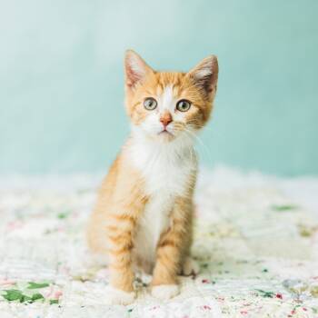 Rescue Domestic Short Hair Cats for Adoption in Saint Paul, Minnesota - Pumpkin Spice Latte | PetCurious