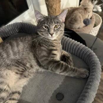 Wilbur -  Domestic Short Hair Cat for Adoption in Las Vegas, Nevada - Wilbur | PetCurious
