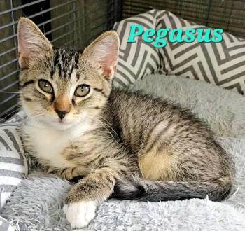 Pegasus -  Tabby Cat for Adoption in Macon, Georgia - Pegasus | PetCurious