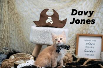 Domestic Short Hair Cats Available for Adoption in Sevierville, Tennessee - Davy Jones | PetCurious
