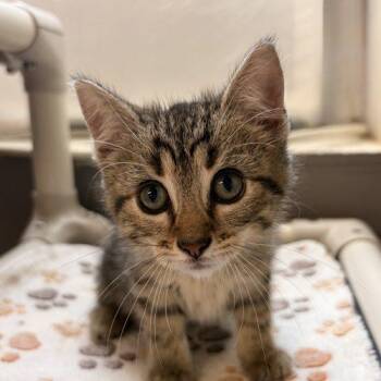 Fish -  Domestic Short Hair Cat for Adoption in Tipp City, Ohio - Fish | PetCurious