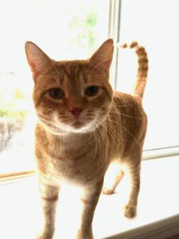 Mac -  Domestic Short Hair Cat for Adoption in Vancouver, Washington - Mac | PetCurious