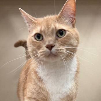 Beans -  Domestic Long Hair Cat for Adoption in Des Moines, Iowa - Beans | PetCurious