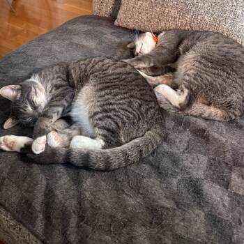 Rescue Domestic Short Hair Cats for Adoption - Duckie (Bonded W/ River) | PetCurious