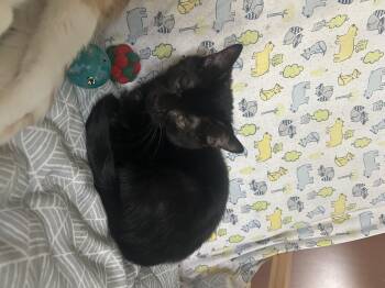 Rescue Domestic Short Hair Cats for Adoption in Parma Heights, Ohio - Midnight | PetCurious