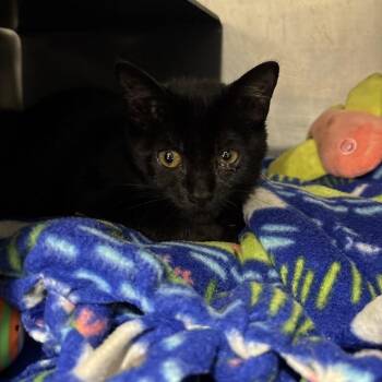Bayleaf -  Domestic Short Hair Cat for Adoption in Chicago, Illinois - Bayleaf | PetCurious