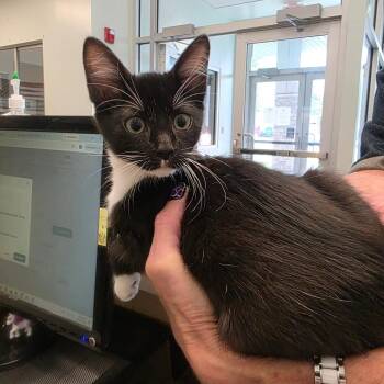 Edward -  Domestic Short Hair Cat for Adoption in Chattanooga, Tennessee - Edward | PetCurious