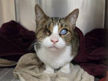 Domestic Short Hair Cats Available for Adoption in Martinez, California - HARMONY | PetCurious