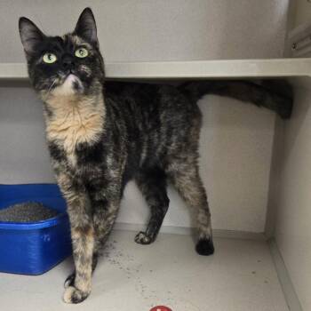 "Butterscotch" -  Domestic Short Hair Cat for Adoption in Salt Lake City, Utah - "Butterscotch" | PetCurious