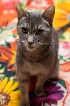 Domestic Short Hair Cats Available for Adoption - Igmu | PetCurious