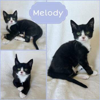 Melody -  Tuxedo Cat for Adoption in Oakley, California - Melody | PetCurious
