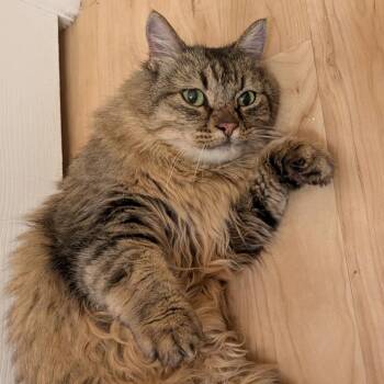 Tia Sophia -  Torbie Cat for Adoption in Albuquerque, New Mexico - Tia Sophia | PetCurious