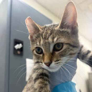 Field Supervisor -  Domestic Short Hair Cat for Adoption in Pekin, Illinois - Field Supervisor | PetCurious