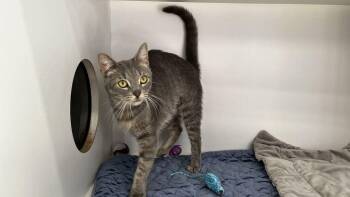 Fiona -  Domestic Short Hair Cat for Adoption in Chestertown, Maryland - Fiona | PetCurious