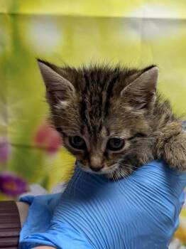 Minun -  Domestic Short Hair Cat for Adoption in San Antonio, Texas - Minun | PetCurious