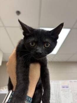 Pencil -  Domestic Short Hair Cat for Adoption in Westland, Michigan - Pencil | PetCurious